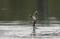 Aalscholver - Zeelt - 2008 - 3